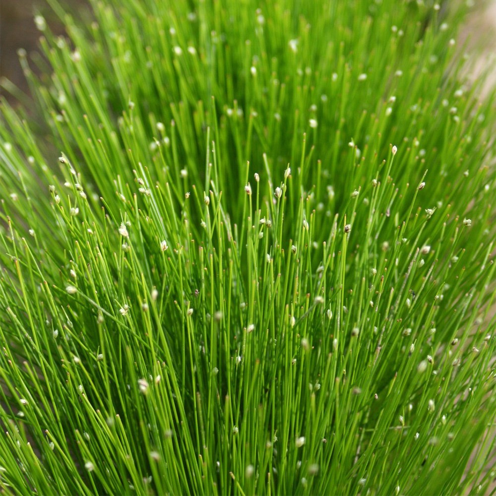 <i>Isolepis cernua</i> 