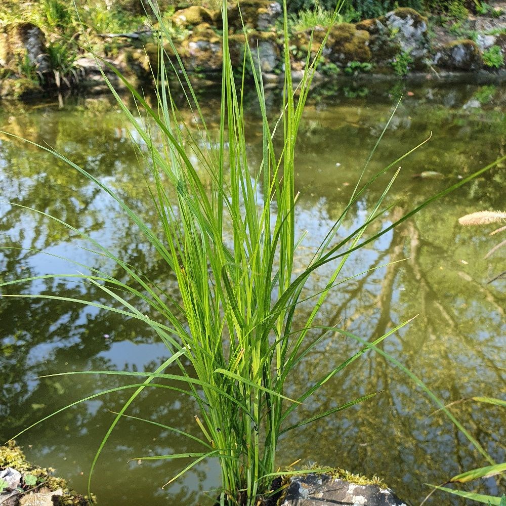 <i>Carex muskingumensis</i> 