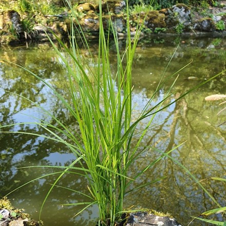 Carex muskingumensis