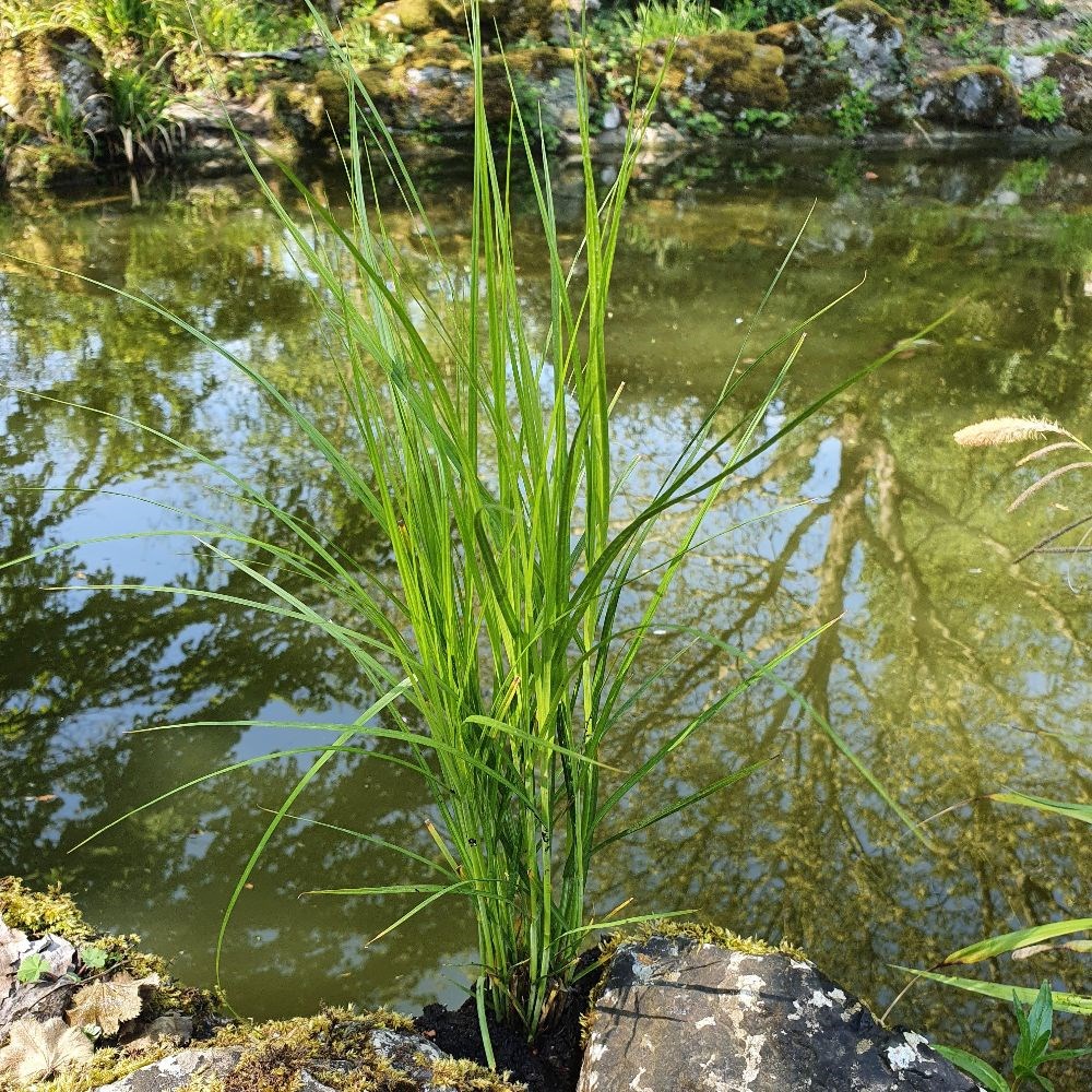 <i>Carex muskingumensis</i> 
