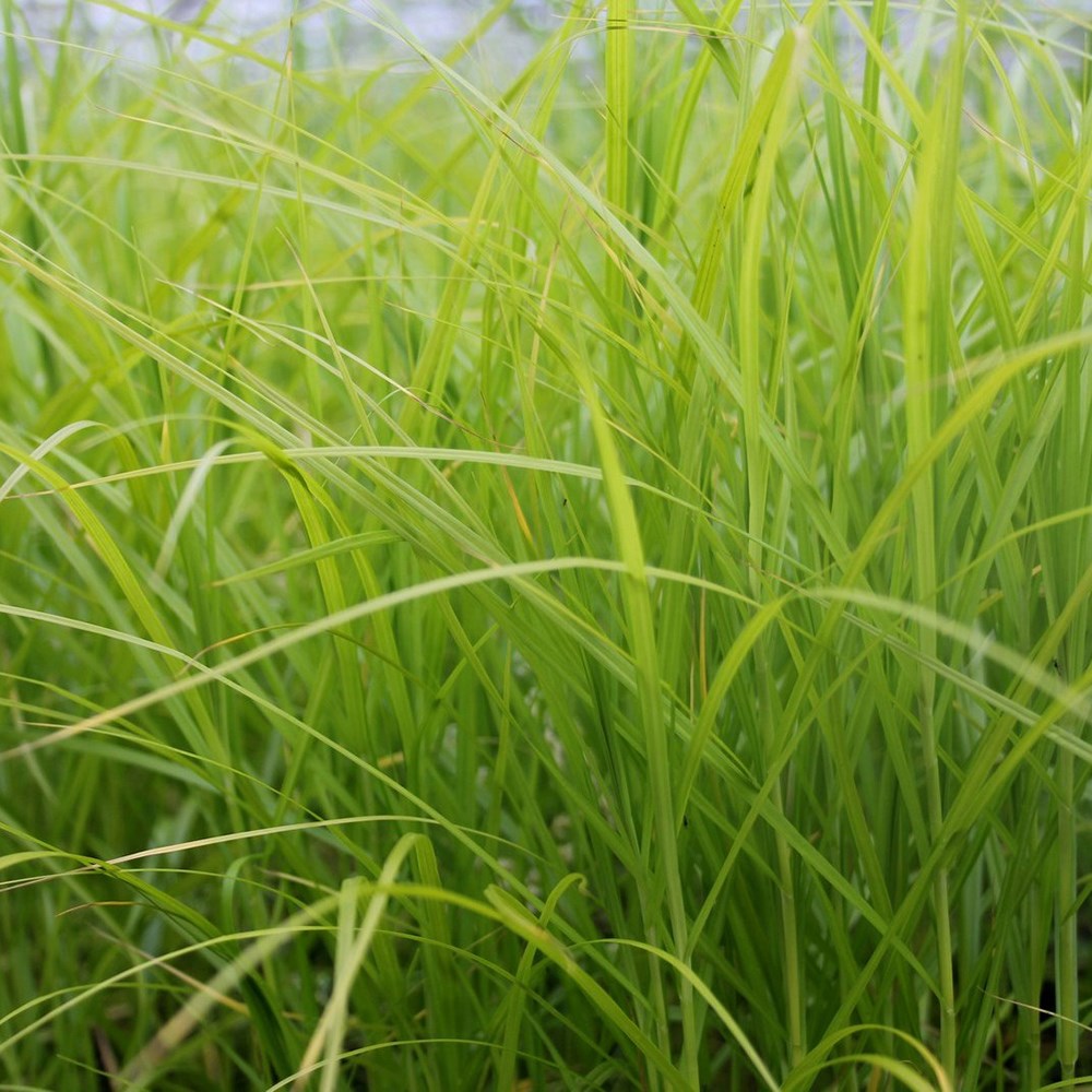 <i>Carex muskingumensis</i> 