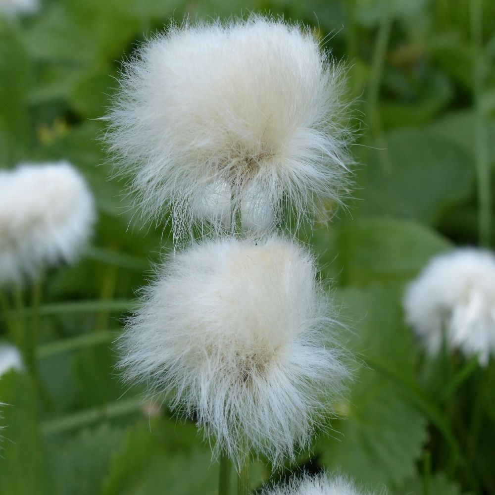 <i>Eriophorum angustifolium</i> 