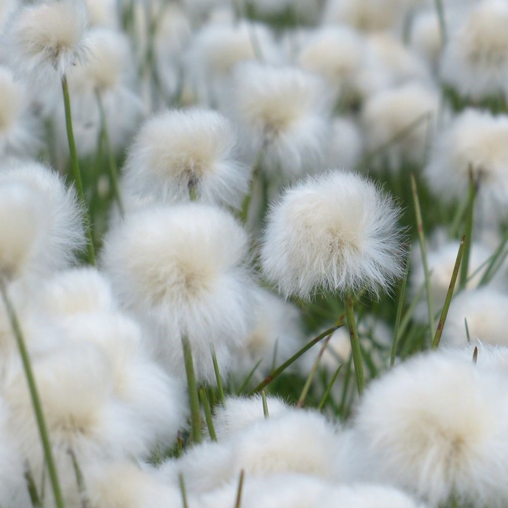 <i>Eriophorum angustifolium</i> 