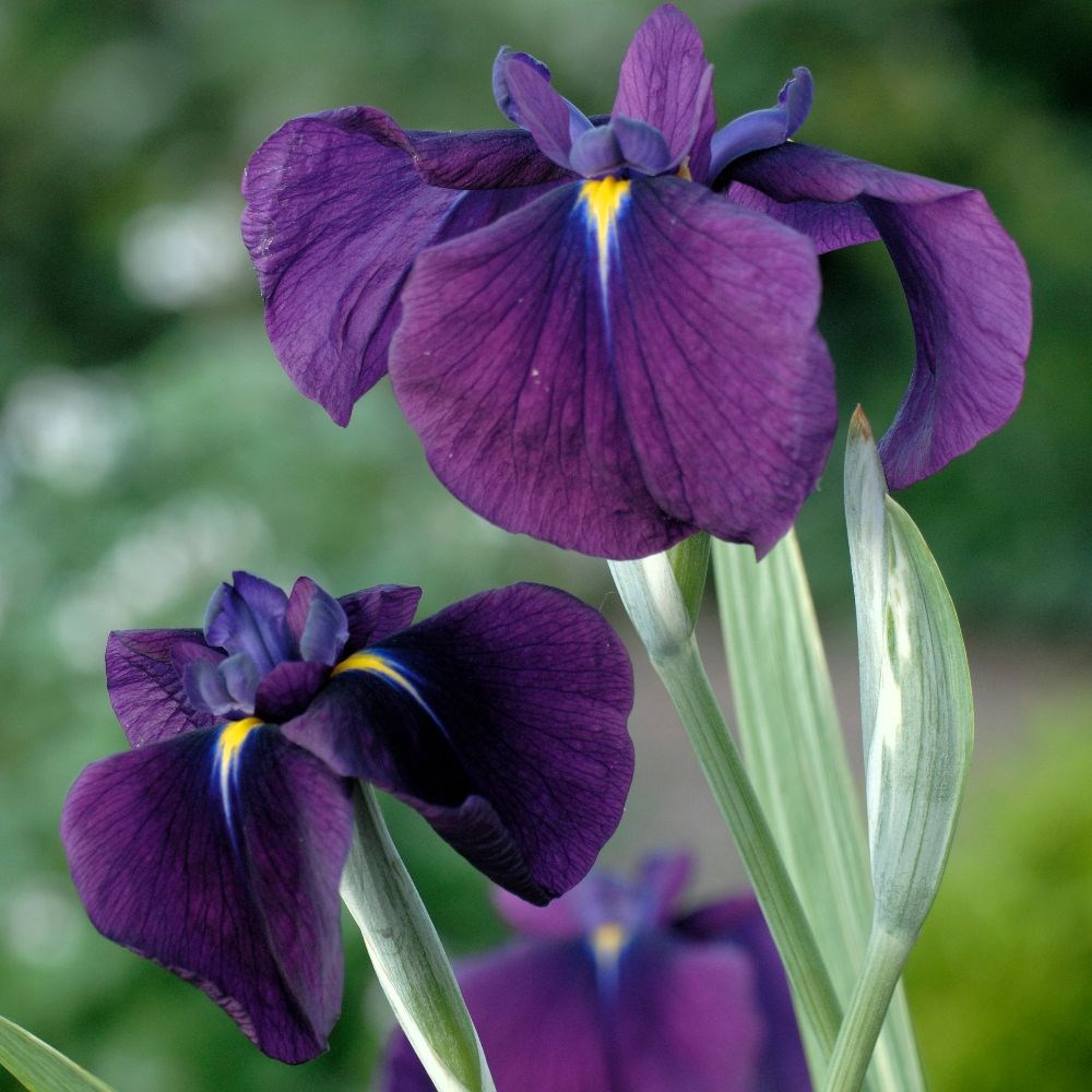 <i>Iris ensata</i> 'Variegata'