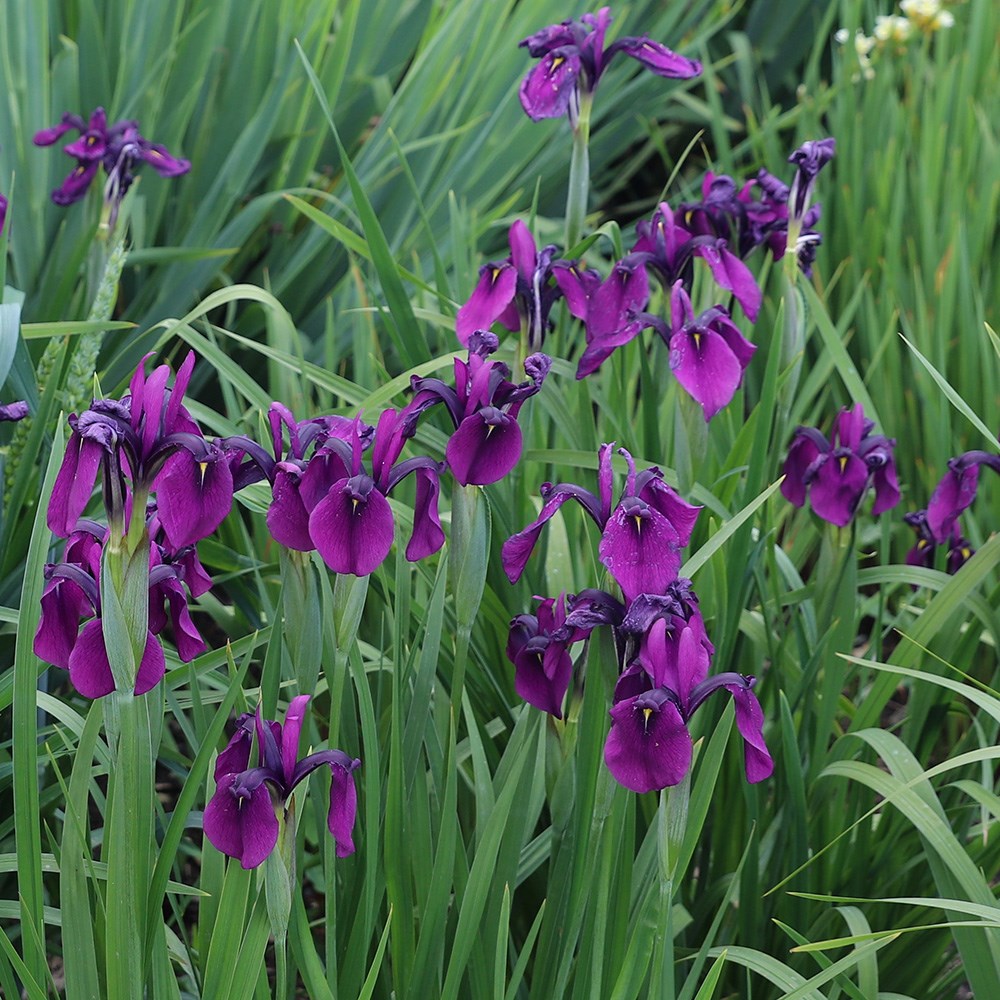<i>Iris ensata</i> 