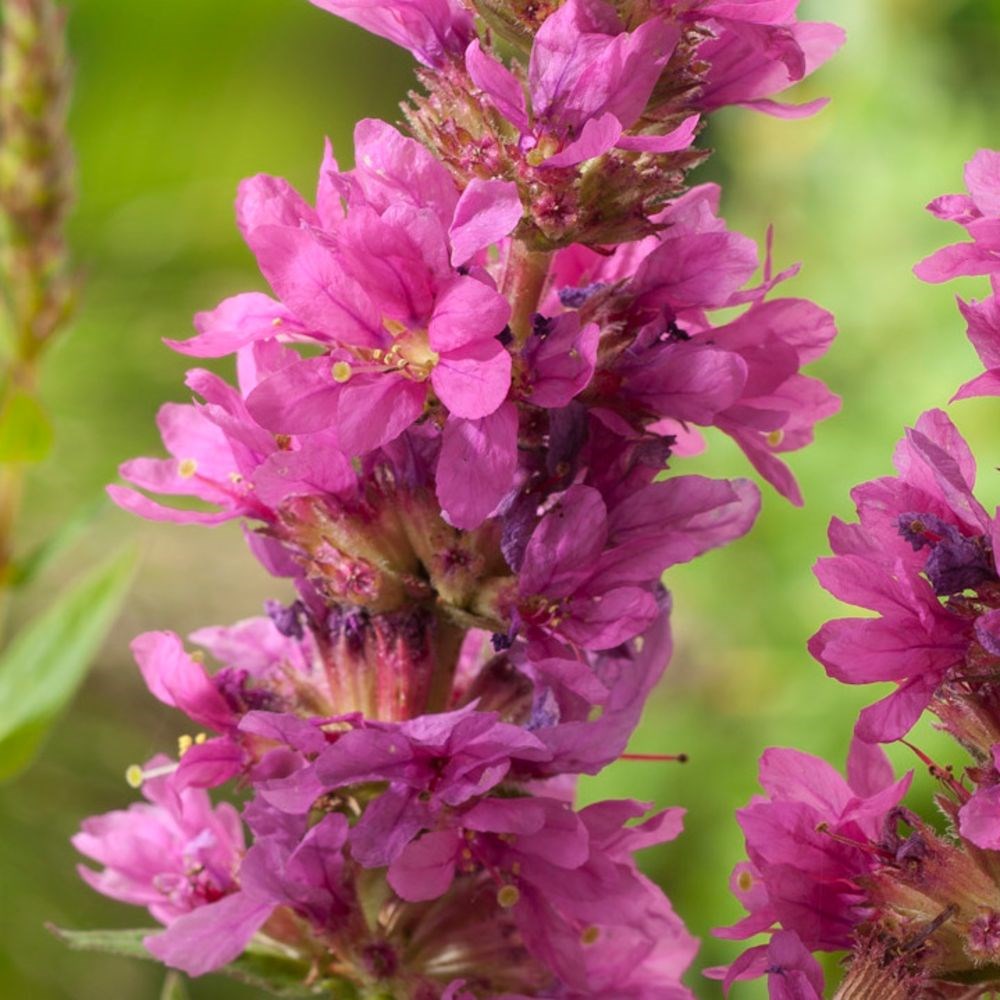 <i>Lythrum salicaria</i> 