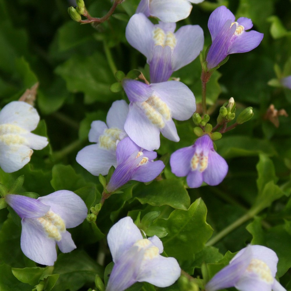 <i>Mazus reptans</i> 