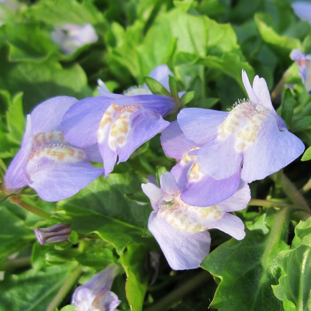 <i>Mazus reptans</i> 
