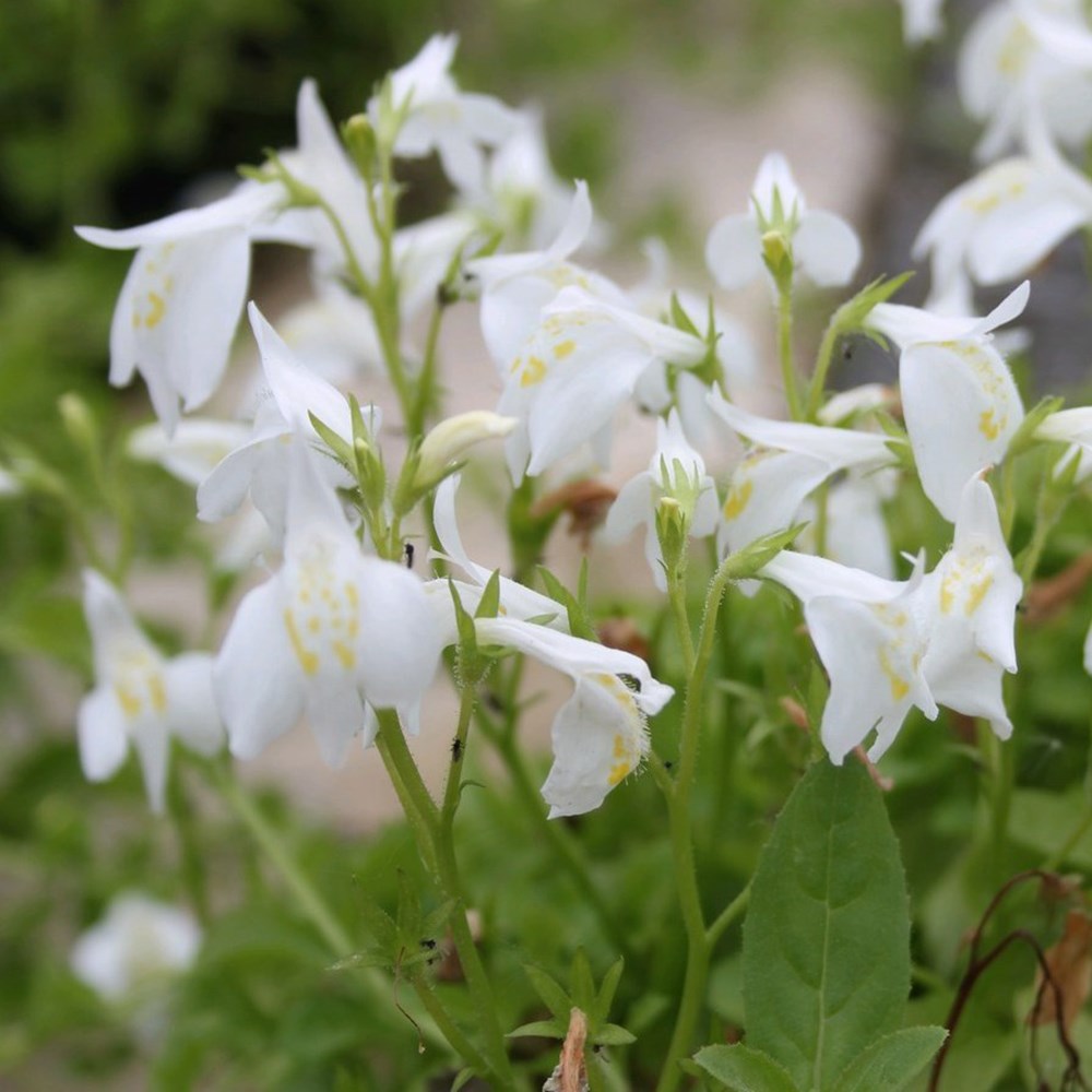 <i>Mazus reptans</i> 'Albus'