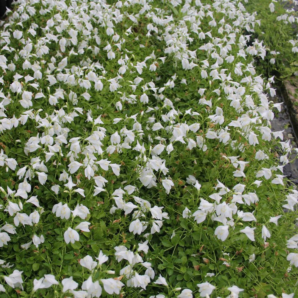 <i>Mazus reptans</i> 'Albus'
