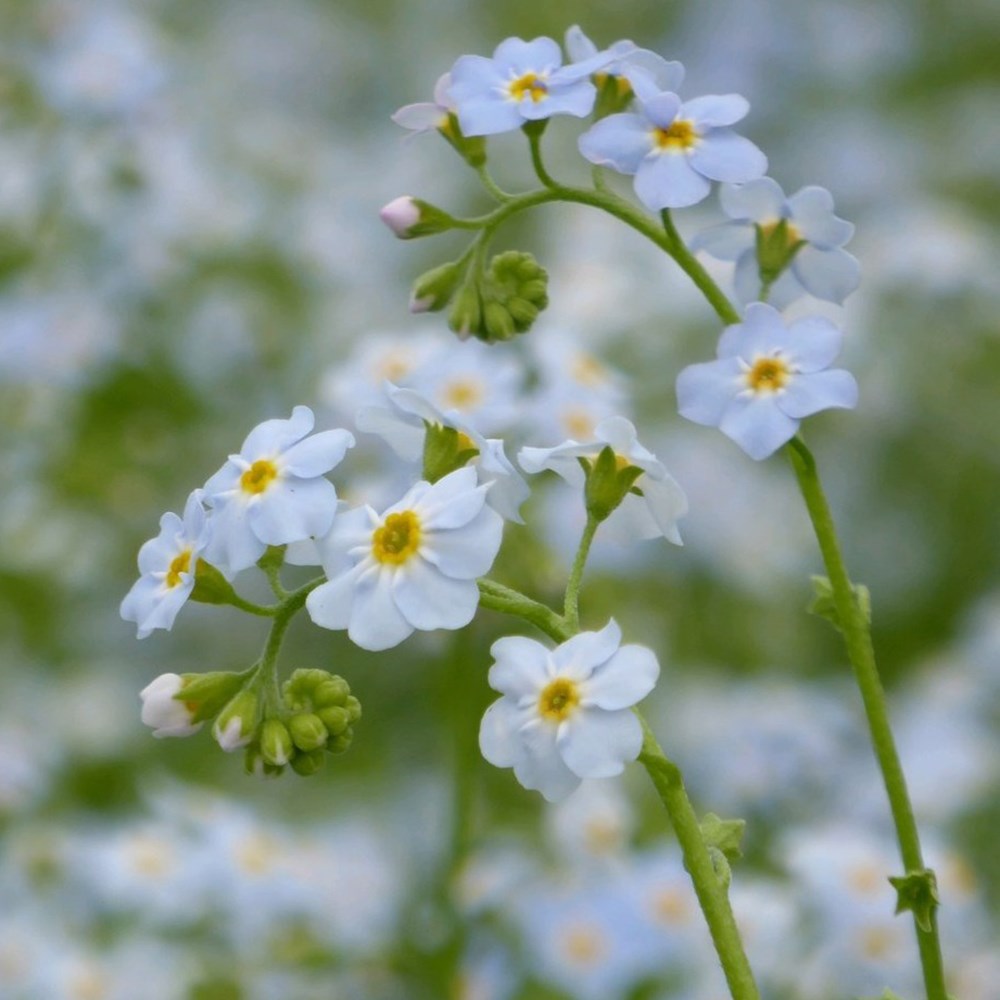 <i>Myosotis scorpioides</i> 