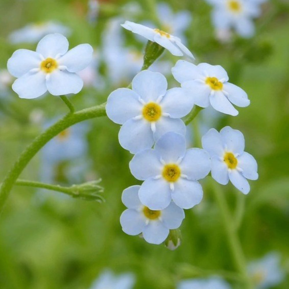 <i>Myosotis scorpioides</i> 