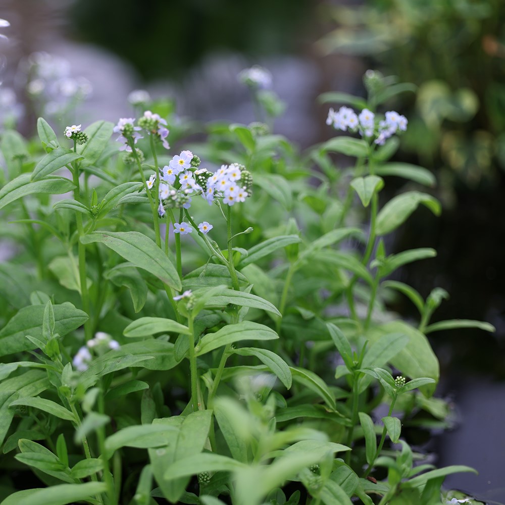<i>Myosotis scorpioides</i> 