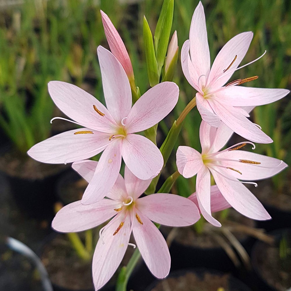 <i>Hesperantha coccinea</i> 'Mrs Hegarty'