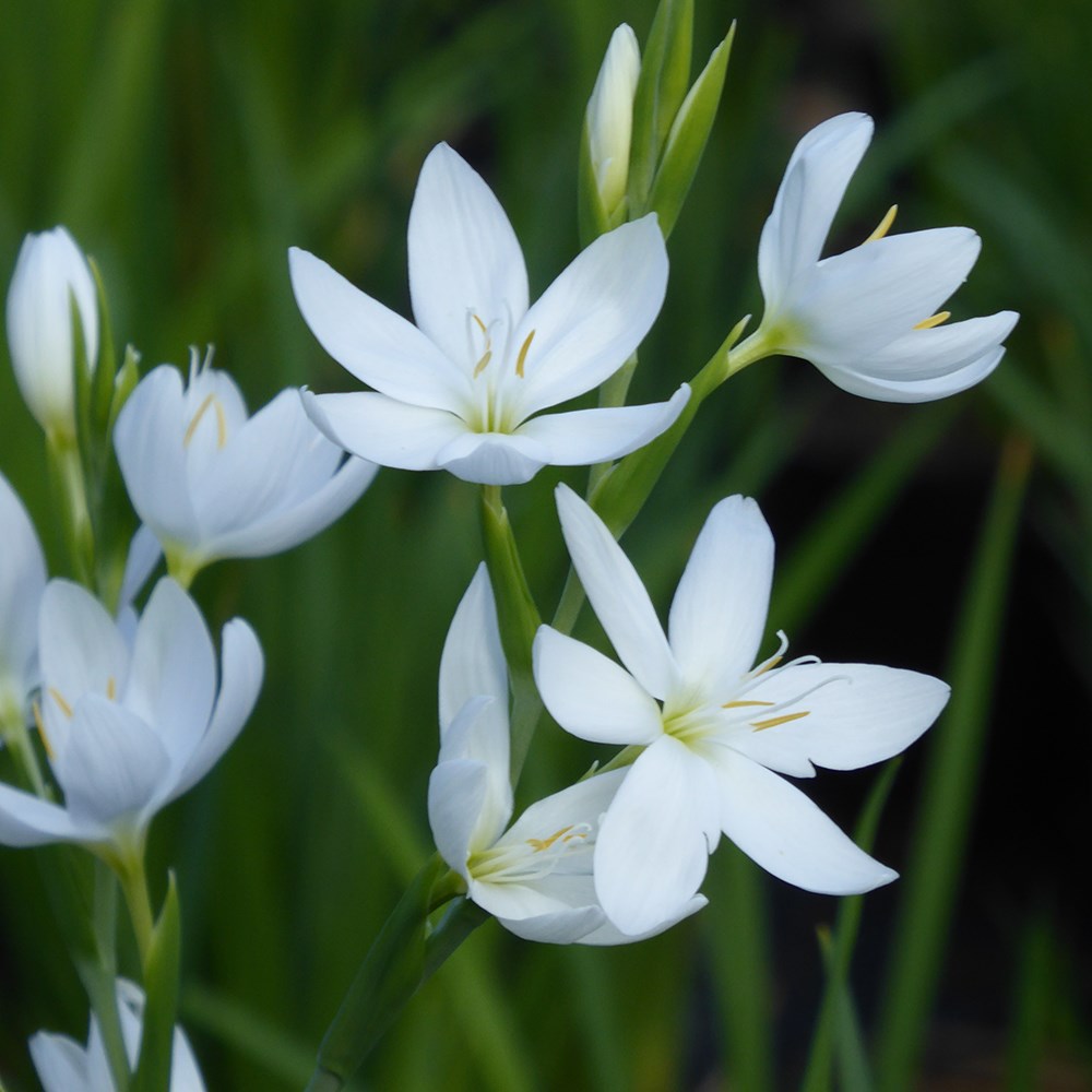 <i>Hesperantha coccinea</i> f. <i>alba</i>