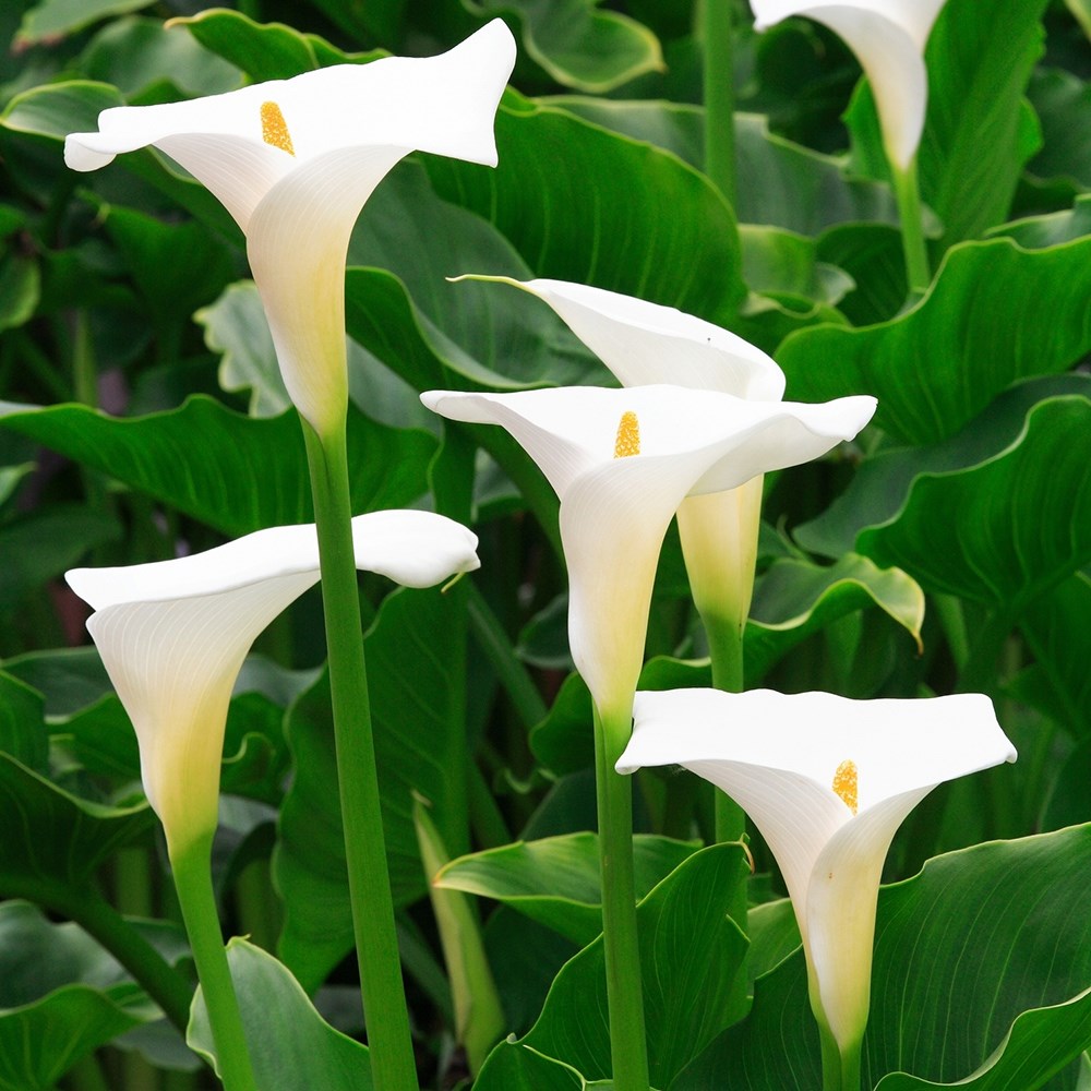 <i>Zantedeschia aethiopica</i> 