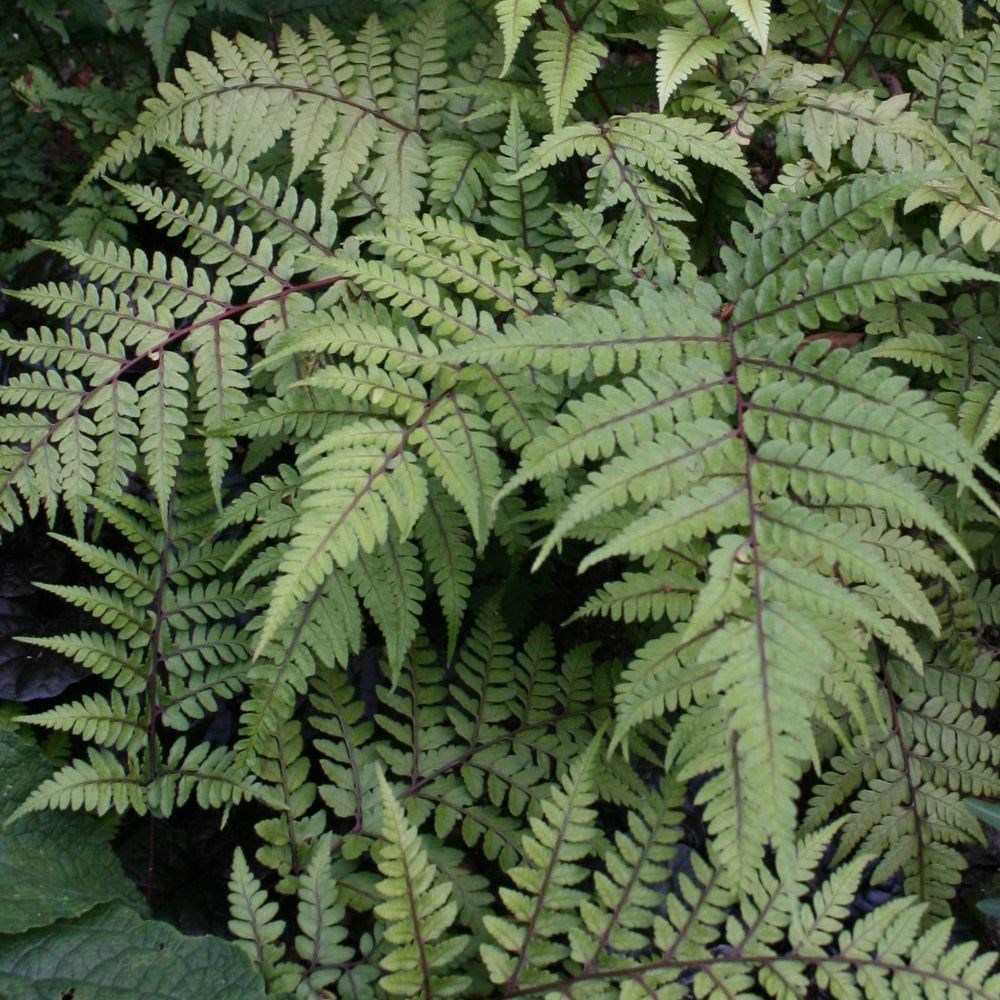 <i>Athyrium otophorum</i> var. <i>okanum</i>