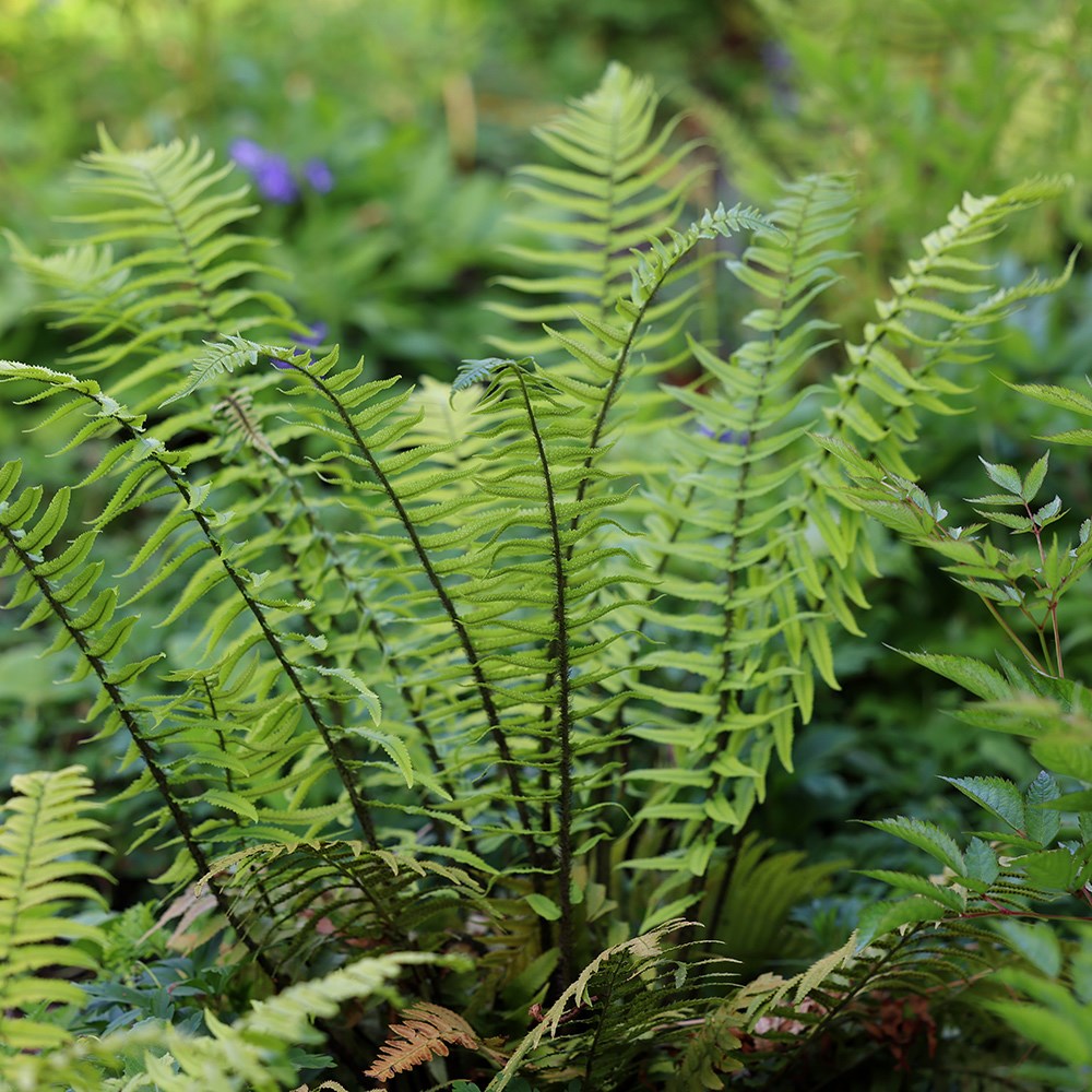 <i>Dryopteris cycadina</i> 