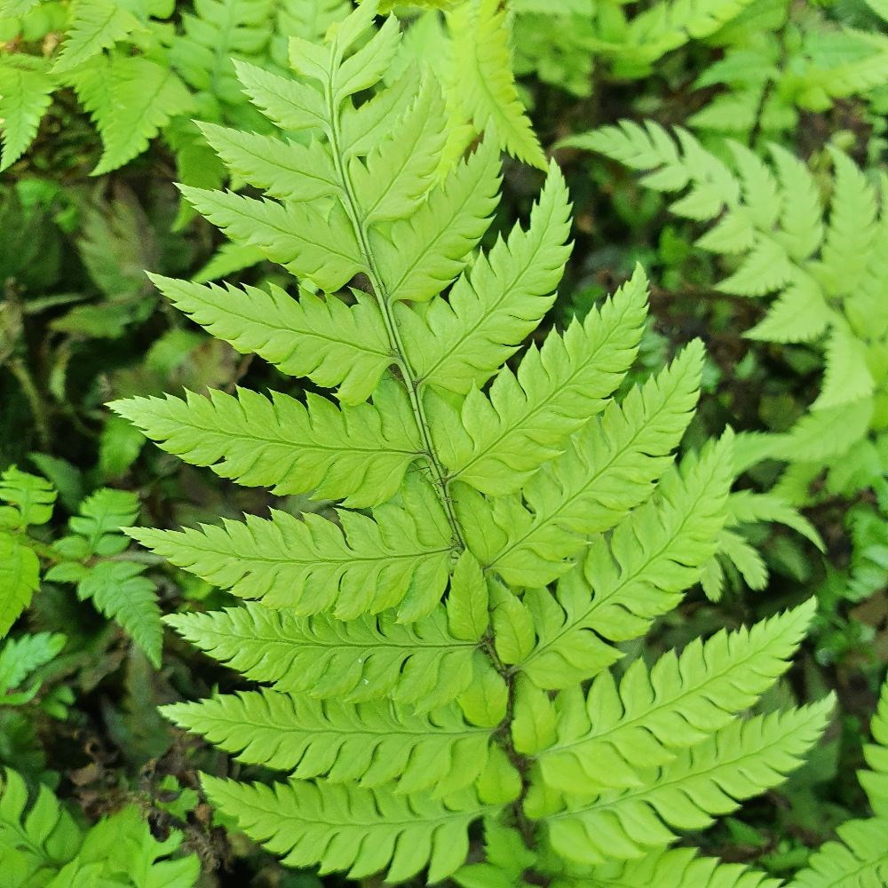 <i>Polystichum rigens</i> 