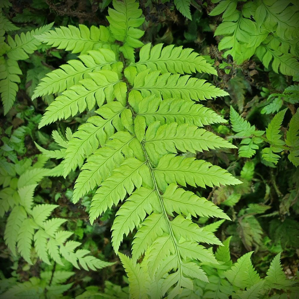 <i>Polystichum rigens</i> 