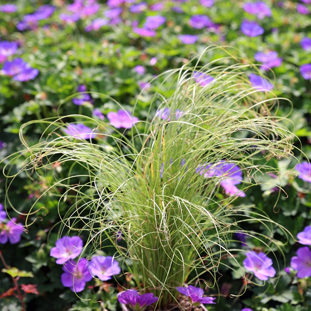 <i>Carex comans</i> 'Frosted Curls'