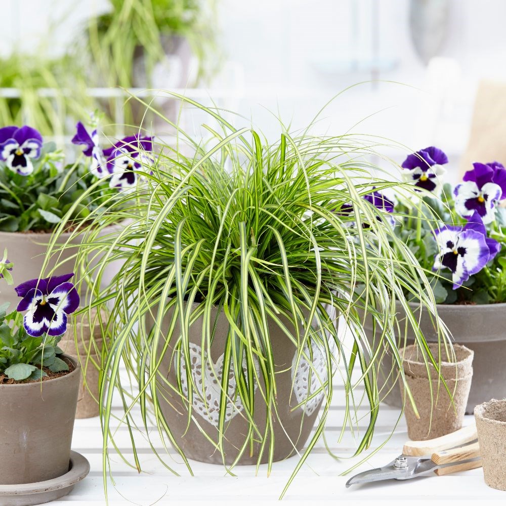 <I>Carex oshimensis</i> 'Eversheen' (PBR) (Evercolor Series)