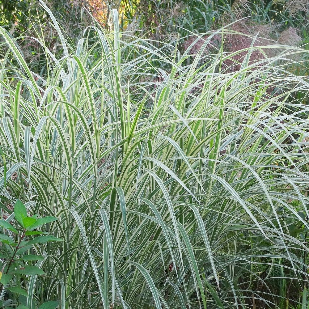 <i>Miscanthus sinensis</i> var. <i>condensatus</i> 'Cosmopolitan'