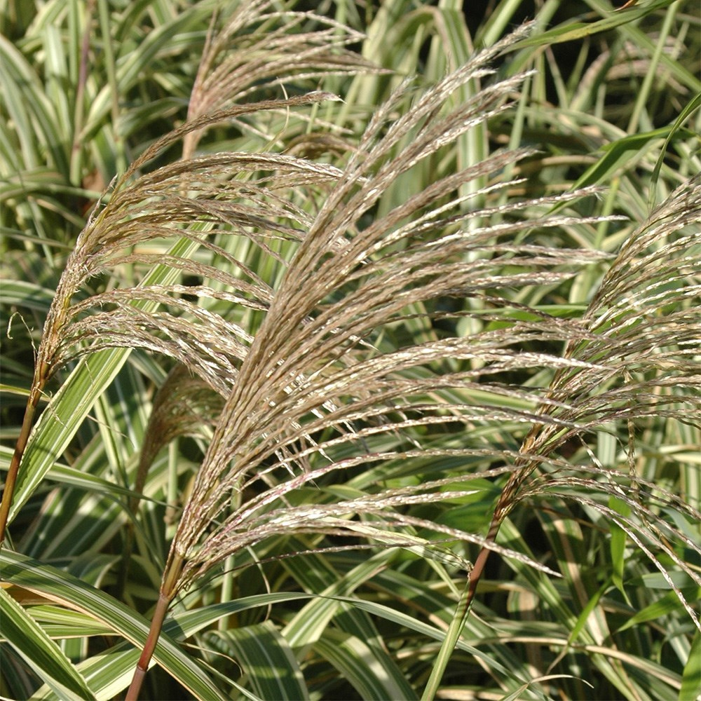 <i>Miscanthus sinensis</i> var. <i>condensatus</i> 'Cosmopolitan'