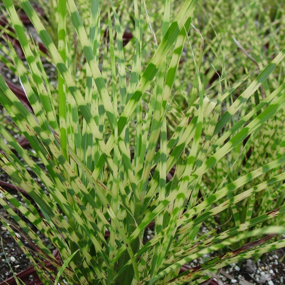 <I>Miscanthus sinensis</i> 'Gold Bar' (PBR)