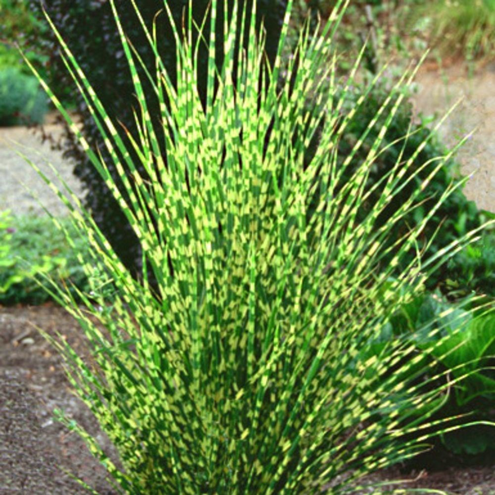 <I>Miscanthus sinensis</i> 'Gold Bar' (PBR)