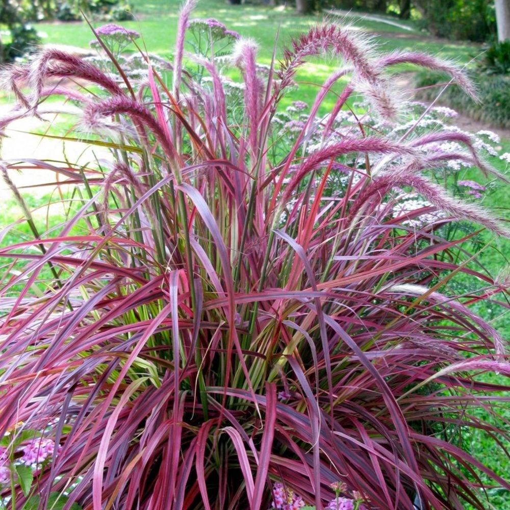 <I>Pennisetum advena</i> 'Fireworks' (PBR)