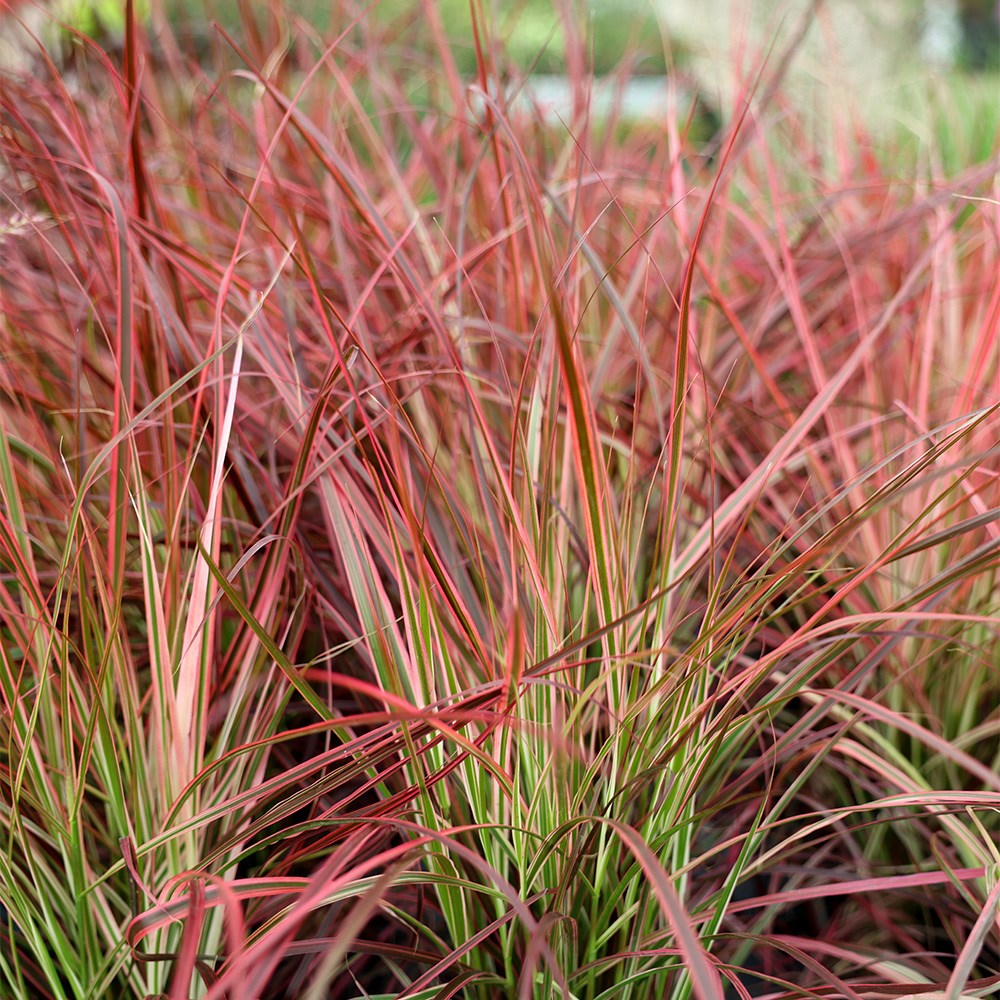 <I>Pennisetum advena</i> 'Fireworks' (PBR)