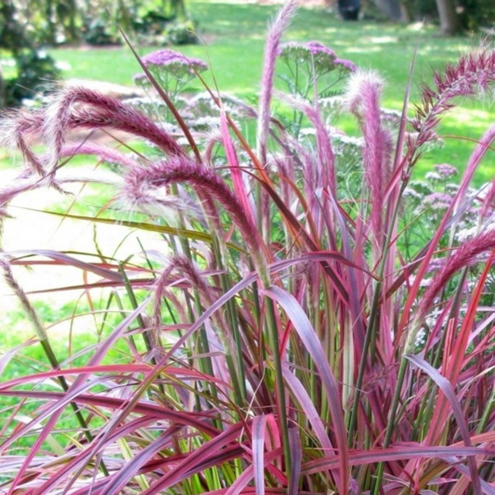 <I>Pennisetum advena</i> 'Fireworks' (PBR)