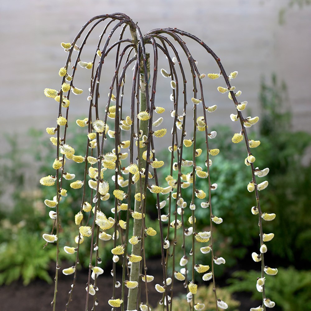 <i>Salix caprea</i> 'Kilmarnock'
