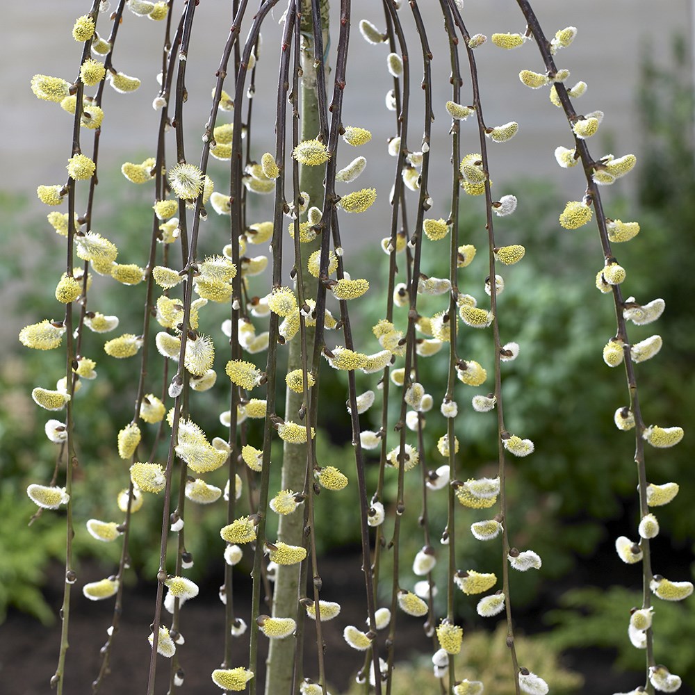 <i>Salix caprea</i> 'Kilmarnock'