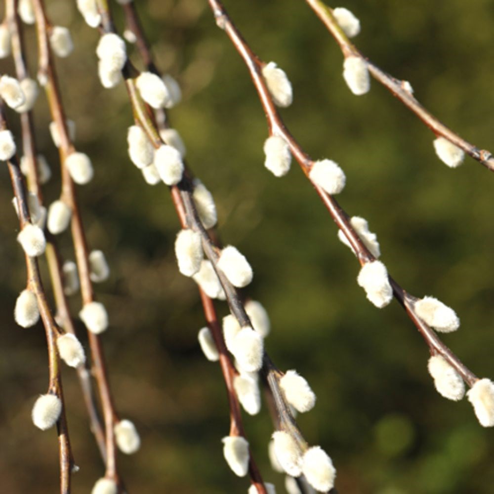 <i>Salix caprea</i> 'Kilmarnock'