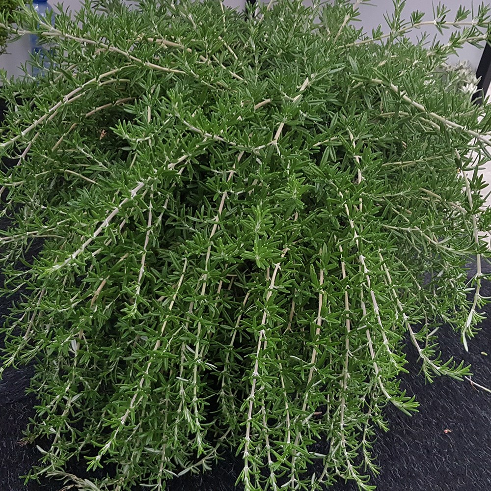 rosemary <b class=small-caps> Blue Cascade</b> ('Lowros') (PBR)