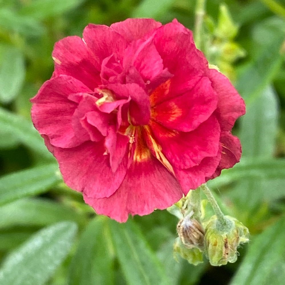 <i>Helianthemum</i> 'Cerise Queen'