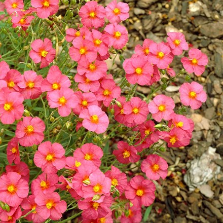Helianthemum Ben Hope