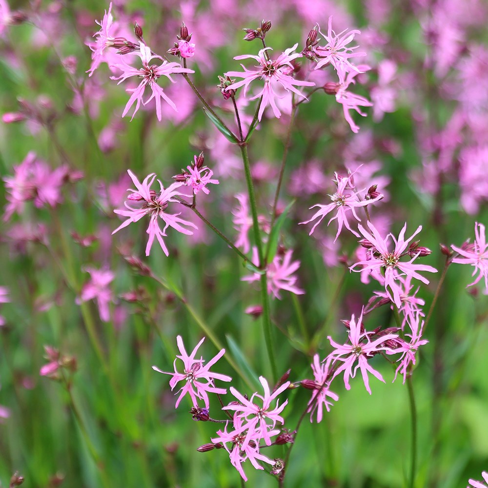 <i>Lychnis flos-cuculi</i> 