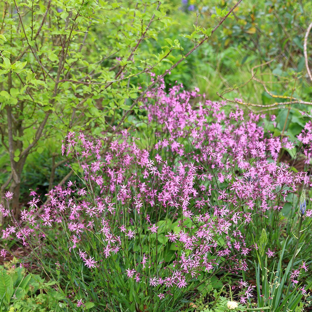 <i>Lychnis flos-cuculi</i> 