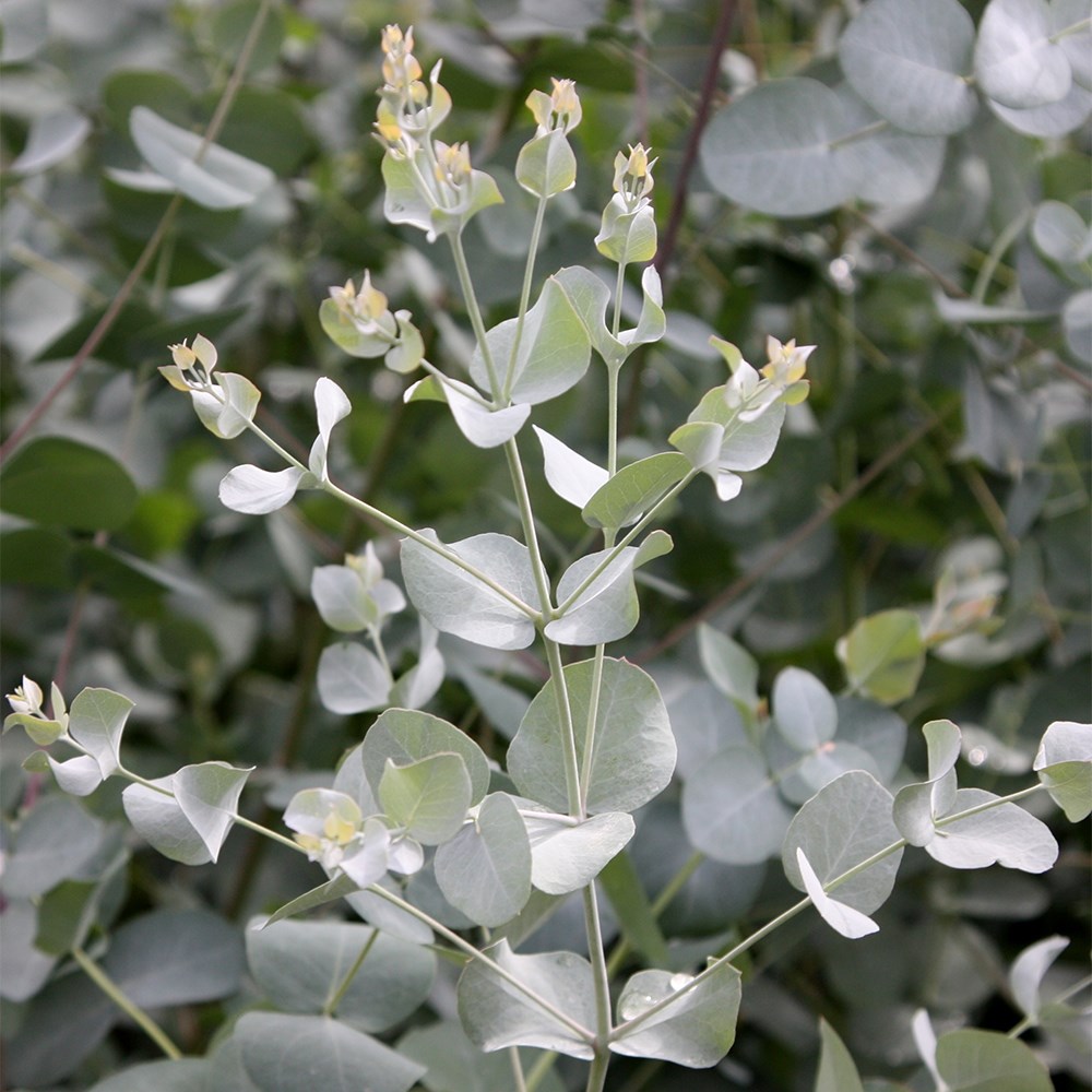 <i>Eucalyptus gunnii</i> 