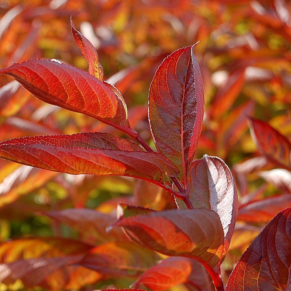 <i>Weigela florida</i> 'Wings of Fire' (PBR)