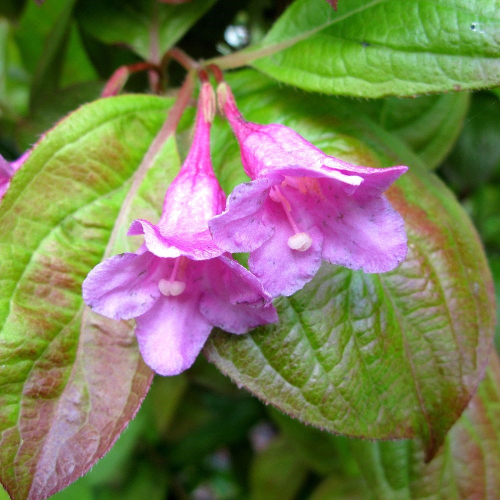 <i>Weigela florida</i> 'Wings of Fire' (PBR)