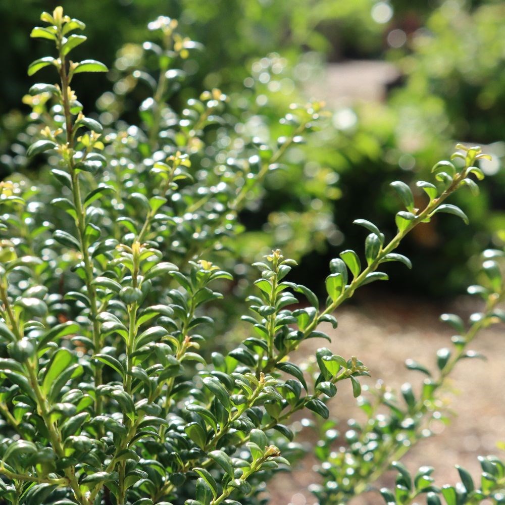 <i>Ilex crenata</i> 'Convexa'