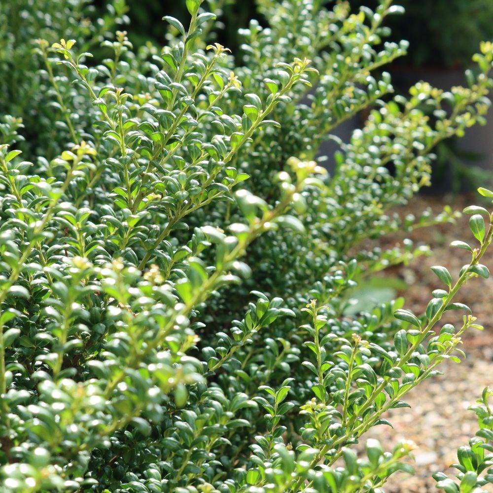 <i>Ilex crenata</i> 'Convexa'