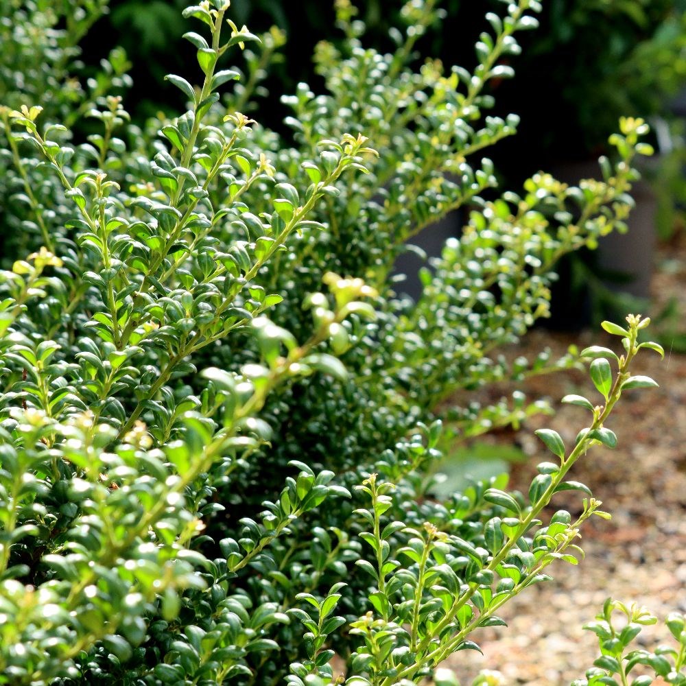 <i>Ilex crenata</i> 'Convexa'