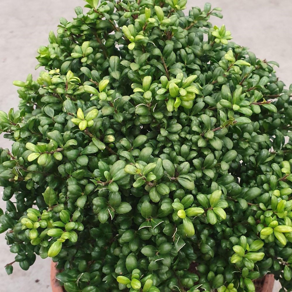 <i>Ilex crenata</i> 'Convexa'