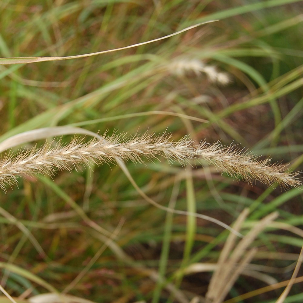 <i>Panicum virgatum</i> 'Warrior'
