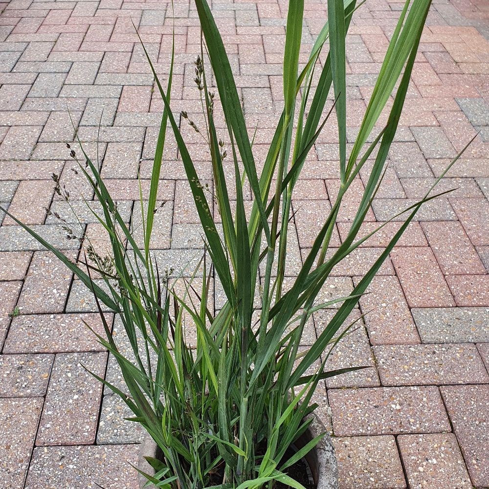 <i>Panicum virgatum</i> 'Warrior'